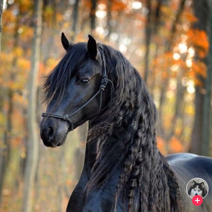 Profile Picture of مهرة🐆🇲🇦🇦🇪 (@richikawtar) on Tiktok