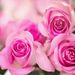 Profile Picture of Luz Dary Rocha Baracaldo (@lrochabaracaldo) on Pinterest