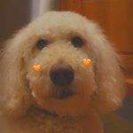 Profile Picture of Bella Caputo (@caputo_bella) on Instagram