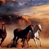 Profile Picture of Patin Puyu (@patin-puyu) on Quora