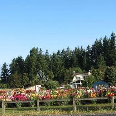 Profile Picture of Jim's Dahlias (@JimsDahlias) on Twitter