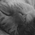 Profile Picture of Lucille Johnson (@vanillatang) on Flickr