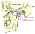 Profile Picture of Temporomandibular jointon Wikipedia