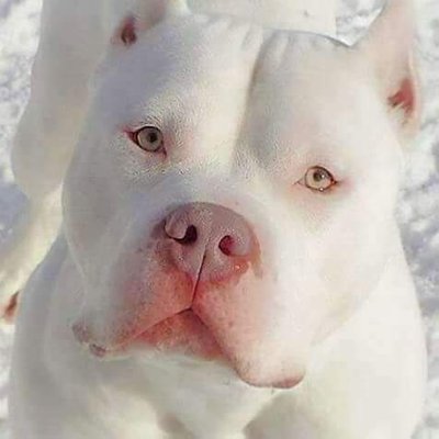 Profile Picture of Dee Mann (@DerrickMaples) on Twitter