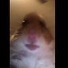 Jake MacDonald - Tiktok Profile Picture of Jake MacDonald (@@jakemacdonald09) on Tiktok