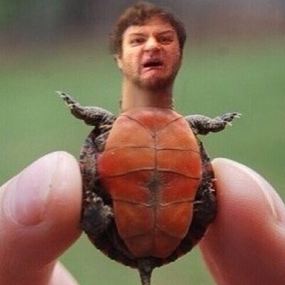 Profile Picture of Adam Turtle (@TurtleAdam1) on Twitter