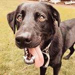 Profile Picture of Ace Clarence Wiley (@aceytheborador) on Instagram