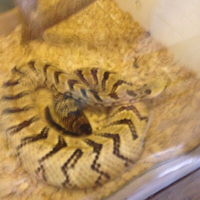 Profile Picture of Ben Koning (@benkoning40) on Twitter