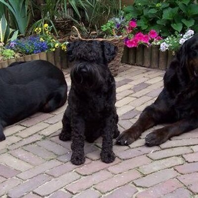 Steven Punt - Twitter Profile Picture of Steven Punt (@@punt_s) on Twitter