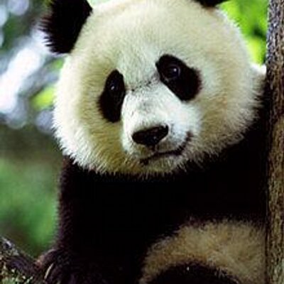 Profile Picture of Kenneth Choo (@bearbear88) on Twitter