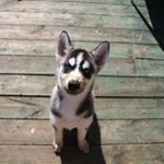 Profile Picture of John George Steeb X (@huskyshack) on Instagram