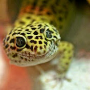 Profile Picture of Lisa Fox (@lisafox3512) on Youtube