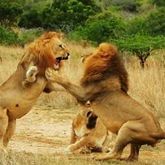 Profile Picture of Kurush Billimoria (@kurushbillimoria42) on Tiktok