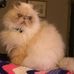 Profile Picture of Danielle Glickman (@danielle.glickman.5) on Facebook