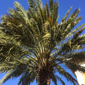 Profile Picture of Donna Schechter (@donnaschechter563) on Youtube