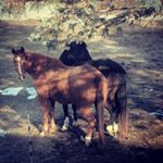 Profile Picture of Libbey (@loribourque) on Instagram