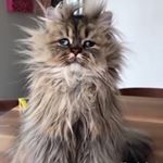 Profile Picture of Margaret Boone Alderdice (@margaretboonealderdice) on Instagram