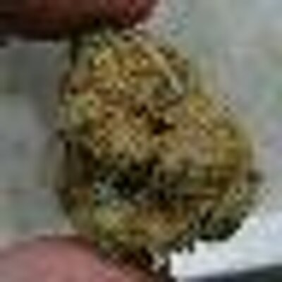 Profile Picture of Dane Mack (@XxKronicSkunkxX) on Twitter