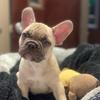 Profile Picture of PardonMyFrenchie (@lifeofpablothefrenchie) on Tiktok
