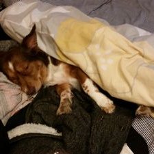 Xenia Chavez - Twitter Profile Picture of Xenia Chavez (@sandwich1317) on Twitter