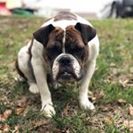 Profile Picture of Piper Thomas (@piper.bulldog) on Instagram