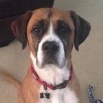 Profile Picture of 🐾Hooch the Boxer/St. Bernard🐾 (@hooch_a_loop) on Instagram