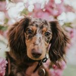 Profile Picture of Leia Lopez the Doxie (@leialopezthedoxie) on Instagram