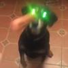 Profile Picture of Amanda Botello (@@spinachravioli) on Tiktok