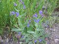 Profile Picture of Anchusa azureaon Wikipedia