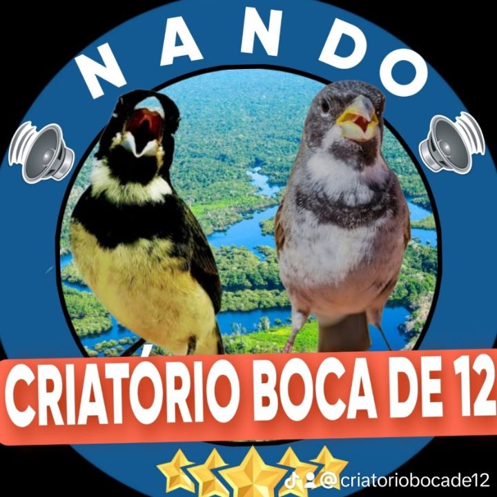 Profile Picture of Fernando Bento (@criatoriobocade12) on Tiktok