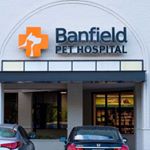 Profile Picture of Banfield at Adams Farm (@banfield.adams.farm) on Instagram