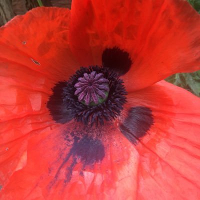 Profile Picture of Chris Notley (@chrisnotley) on Twitter