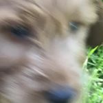 Profile Picture of Victor (@victor_the_german_shepard) on Instagram