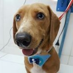 Profile Picture of Scott (@scottdaschund) on Instagram