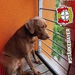 Profile Picture of Peter Kreuser (@peterkreuser9) on Instagram