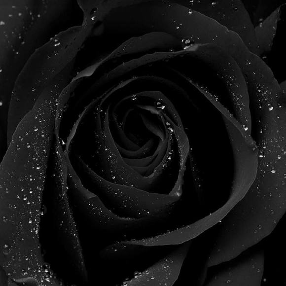 Profile Picture of Marianne Errante (@goumadam) on Poshmark