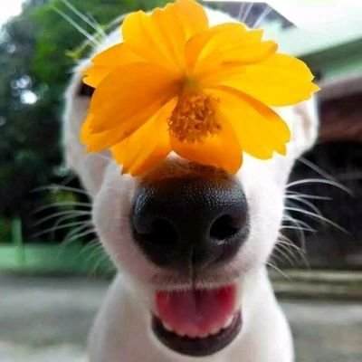 Profile Picture of J (@JasmineJiang97) on Twitter