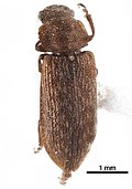 Profile Picture of Protocucujidaeon Wikipedia
