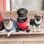 Profile Picture of Milo, Ralph & Franklin (@mygrumpygrumble) on Instagram