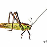 Profile Picture of Alona Moorefield (@alona.moorefield__f3y1) on Instagram