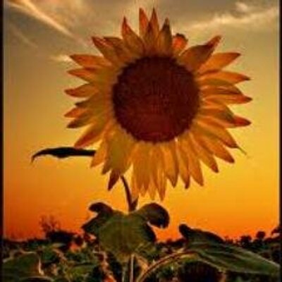 Profile Picture of Maria Falzon-Iapicca (@MariaFalzonIapi) on Twitter