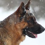 Profile Picture of Jason@loyalistshepherds.com (@loyalist_shepherds) on Instagram