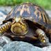 Profile Picture of Altona Turtle Milam ( Turtle Milam ) (@whitebuffalo2198) on Facebook