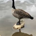 Profile Picture of Sharon Bates (@sharon.bates.5) on Instagram