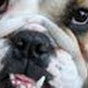 BulldogClarice - Tiktok Profile Picture of BulldogClarice (@@BulldogClarice) on Tiktok