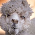 Profile Picture of hunter_mcbee1 (@hunter_mcbee1) on Instagram
