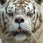 Profile Picture of _caleb_small_ (@_caleb_small_) on Instagram