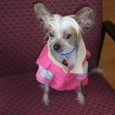 Profile Picture of Nikki Potts (@nikkiannfierce) on Twitter