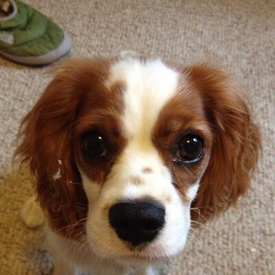 Profile Picture of Tom Yoder (@tomy5gxy) on Twitter