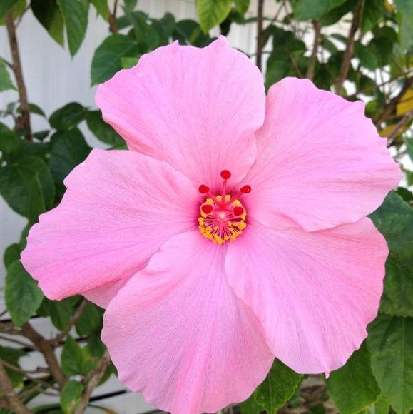 Profile Picture of Mary Knies (@pepper199) on Poshmark